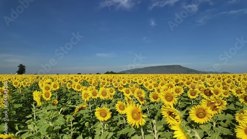 Sunflower in bloom swaying in the warm summer wind against the blue summer sky, at Lop Buri THAILAND. Ideal for nature, travel, and seasonal projects