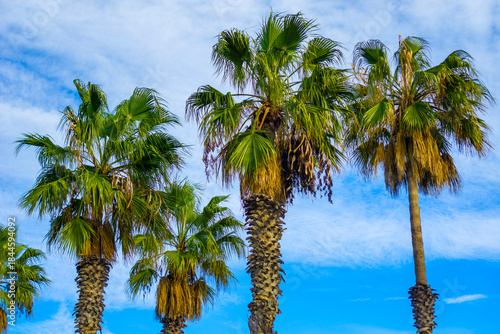 Photography palm tree fan palm foliage tropical green against blue sky with white clouds bar