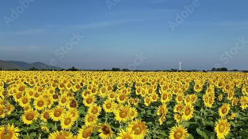 Sunflower in bloom swaying in the warm summer wind against the blue summer sky, at Lop Buri THAILAND. Ideal for nature, travel, and seasonal projects