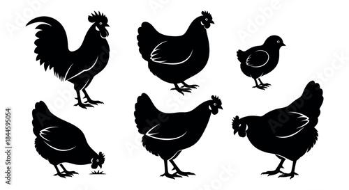 Collection of Chicken Silhouettes Rooster, Hen, and Chick Illustrations