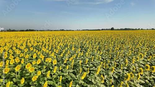 Sunflower in bloom swaying in the warm summer wind against the blue summer sky, at Lop Buri THAILAND. Ideal for nature, travel, and seasonal projects