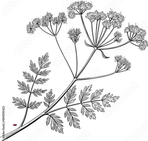 Highly Detailed Vintage Engraving Vector Illustration of a Wild Herbaceous Plant or Apiaceae Family Species with Fern-Like Leaves and Umbel Flowers, Ideal for Botanical or Culinary Design.