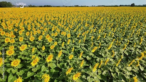Sunflower in bloom swaying in the warm summer wind against the blue summer sky, at Lop Buri THAILAND. Ideal for nature, travel, and seasonal projects