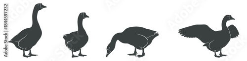 Silhouettes of geese in various poses, depicting their natural movements and graceful forms