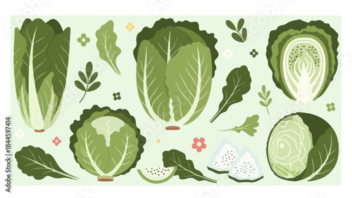 Fresh and Crisp Lettuce Heads with Vibrant Green Leafy Vegetables