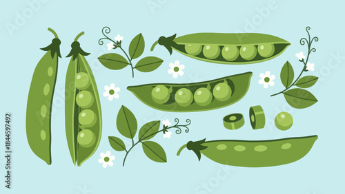 Illustration of Fresh Green Peas in Pods with Leaves and Small Flowers