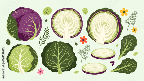 Fresh and Vibrant Illustration of Purple and Green Cabbage with Leaves and