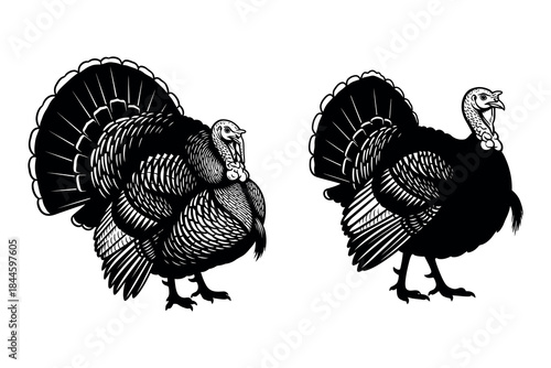 Illustration of two turkeys in black and white, side profile, with detailed feathers and gobbling posture