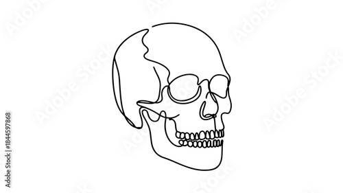  continuous line drawing of a human skull