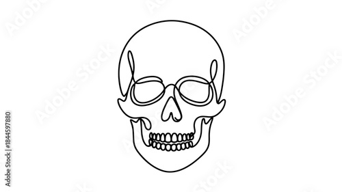  line drawing of a human skull