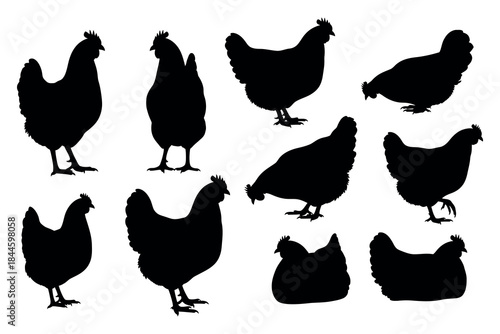 Set of silhouette illustrations of chickens in various poses and styles, perfect for farm and agricultural themes