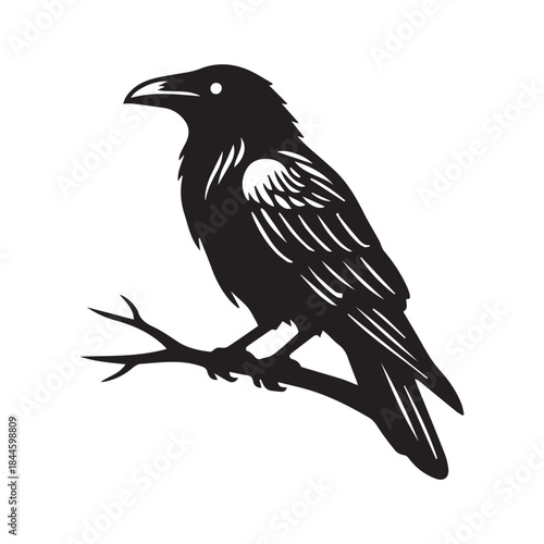 Black crow perched on a branch on a white background