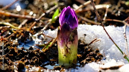 Purple Crocus Bud Emerging from Snow in Early Spring.