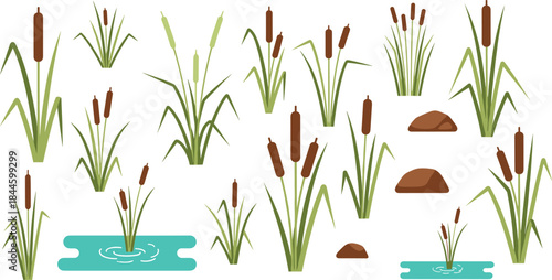 Flat vector wetland plants set featuring cattails, reeds, marsh grass, ponds, and natural habitat botanical elements illustration design