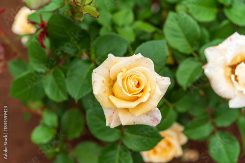 Wallpaper Mural ばら園のバラ（伊奈の月） Torontodigital.ca