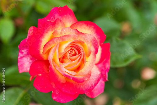 Wallpaper Mural バラ園のバラ（聖火） Torontodigital.ca