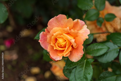 Wallpaper Mural ばら園のバラ光輪（万葉） Torontodigital.ca