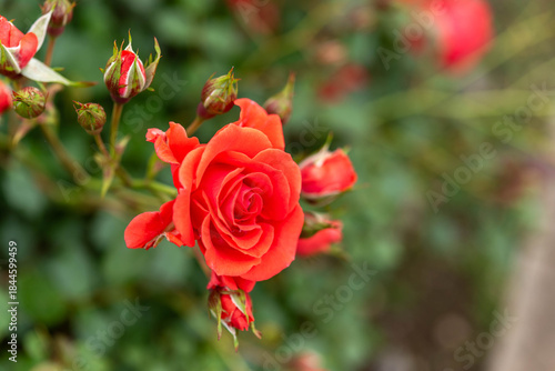 Wallpaper Mural 赤いバラ（浦和レッドダイヤモンズ） Torontodigital.ca