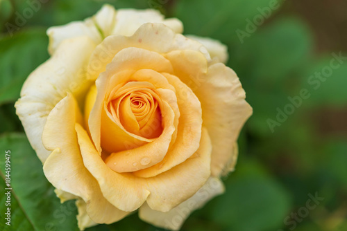 Wallpaper Mural 薔薇園のバラ（スーパーエクセルサ） Torontodigital.ca