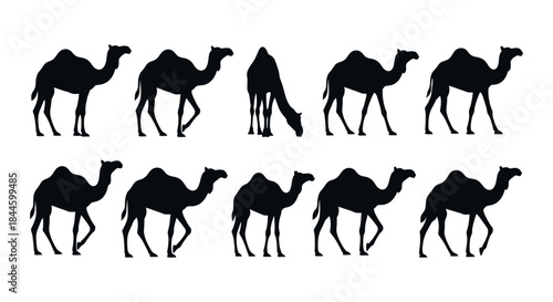 Collection of diverse black camel silhouettes in various dynamic poses, illustrating desert life and suitable for graphic design projects, educational resources, or travel-related content