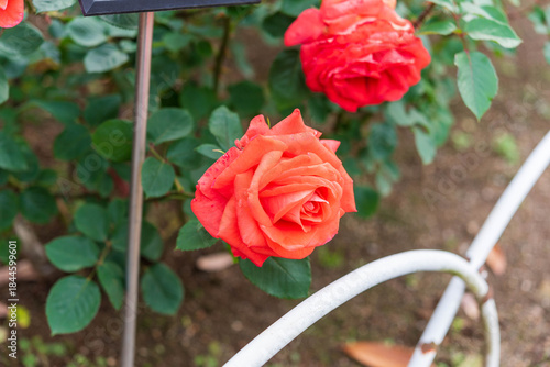 Wallpaper Mural バラ園のバラ（ローラ） Torontodigital.ca