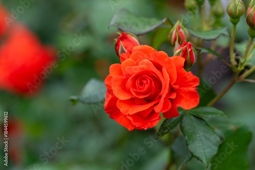 Wallpaper Mural バラ園のバラ（チンチン） Torontodigital.ca