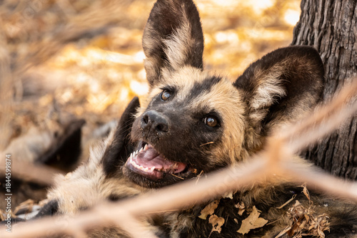 Close up of  the head of a Wild Dog in Savuti National Park, Botswana