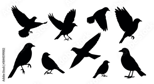 Collection of diverse bird silhouettes in various poses, from graceful flight to calm perching, beautifully illustrating the natural freedom and serene elegance of avian wildlife for creative projects