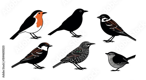 Illustrated set of popular garden birds robin, blackbird, sparrows, starling, and wren. Ideal for nature-themed designs and educational content