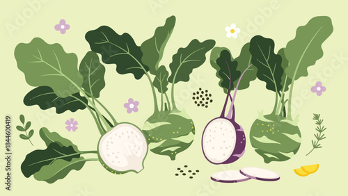 Illustration of fresh turnips with leafy greens and small floral accents