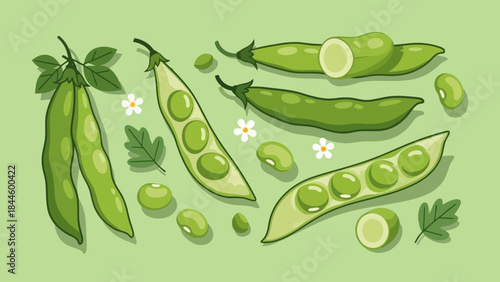 illustration of fresh green peas with pods and leaves on a light green
