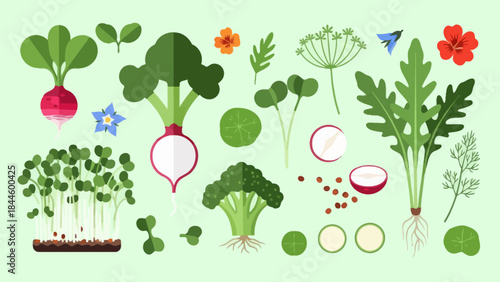 Colorful Cartoon Illustration Showcasing Various Vegetables and Herbs for