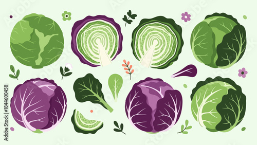 Fresh and Vibrant Illustrations of Green and Purple Lettuce Heads with Leafy