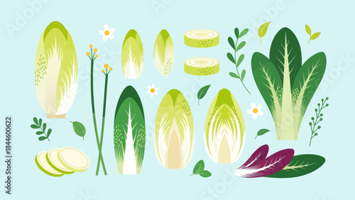 Fresh and Crisp Lettuce and Vegetable Illustrations for Healthy Recipes