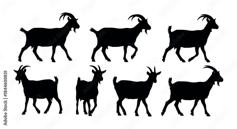 Fototapeta premium Collection of Detailed Black Silhouettes of Goats in Various Poses, Ideal for Farm Animal Vector Graphics and Design Elements for Agricultural Themes
