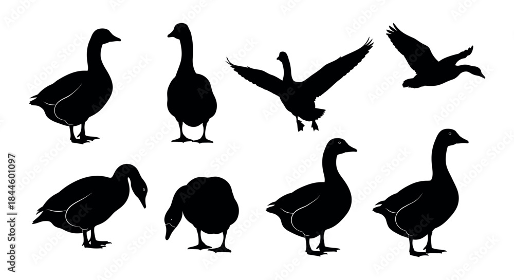 Fototapeta premium Diverse Collection of Geese Silhouettes Showcasing Various Poses and Movements, Ideal for Wildlife and Farm-Themed Designs – Detailed Vector Illustrations on a White Background