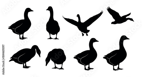 Diverse Collection of Geese Silhouettes Showcasing Various Poses and Movements, Ideal for Wildlife and Farm-Themed Designs – Detailed Vector Illustrations on a White Background