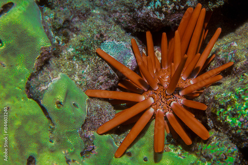 Closeup of a beautiful Slate Pencil Urchin in Hawaii, Hetevocentrotus mamillatus