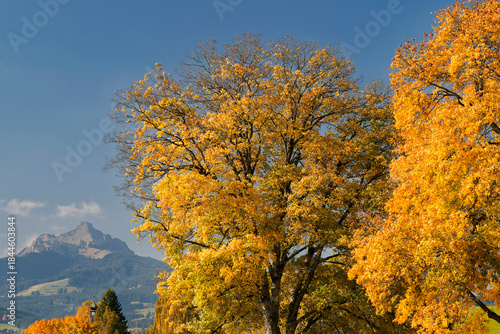 Herbstbäume vor Grünten im Allgäu