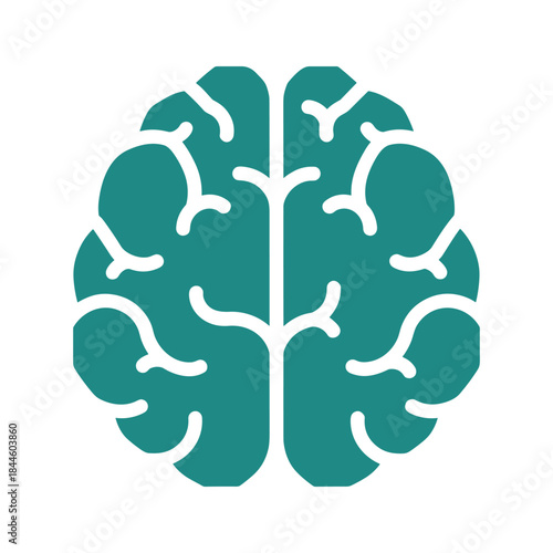 Human brain anatomy illustration