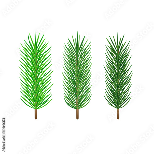 Christmas green branches with green needles isolated on white background.