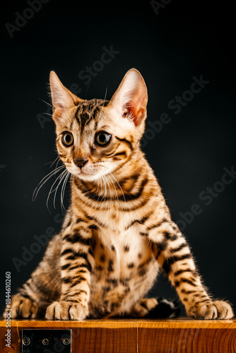 Gorgeous Spotted Bengal Cat with black background.