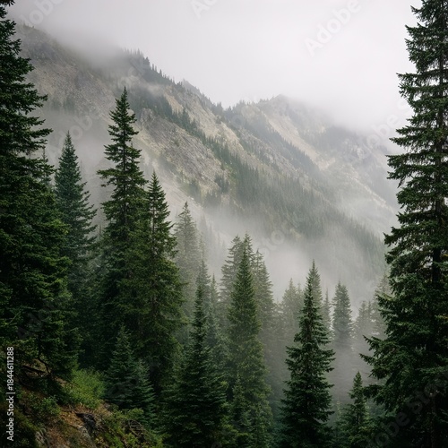 A serene natural landscape featuring dense evergreen pine trees in the foreground, their deep green needles standing out against a soft, misty atmosphere. 