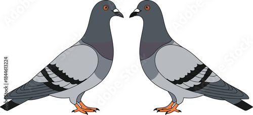 Two realistic gray and dark blue rock pigeons, commonly known as city birds, facing each other in a mirrored vector illustration, ideal for urban wildlife, nature, and pet animal designs.