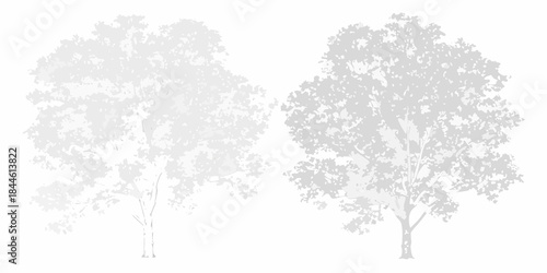 Two silhouetted trees with dense foliage against a plain white background