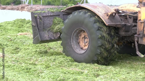 Tractor working with silage at dairy farm, compacting fresh harvest chopped maize with heavy roller for silo, fermented feed for food of cow. Tractor delving pile of shredded maize.
