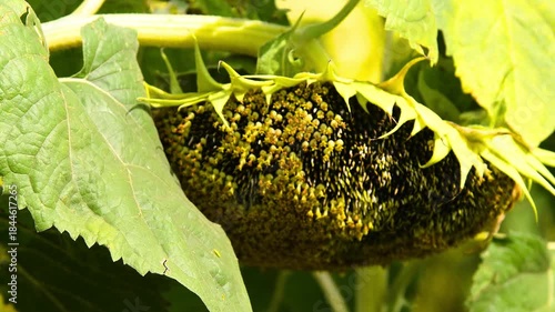 Sunflower field on a sunny summer day