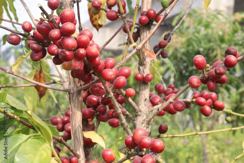 coffee bean on tree in nursery