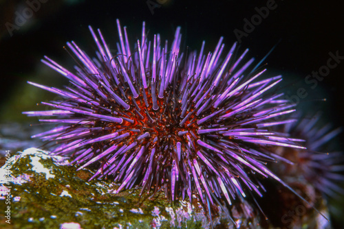 Closeup of a purple Sea Urchin in a tidepool
