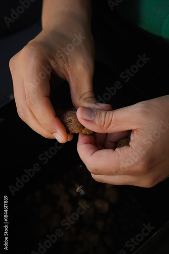 Foto Primer plano de un pescador preparando cebo para carpas; partiendo boilies